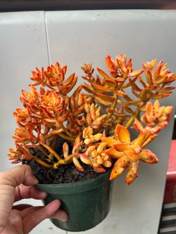 Vibrant Orange Sedum 'Firestorm' -