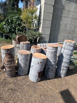 Palm tree stump