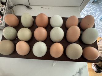 Organic Free ranging Chicken Eggs Not Washed