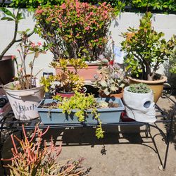 Big plant yard sale starts today!!!!!