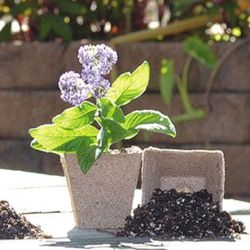 Little Pots For Plants 