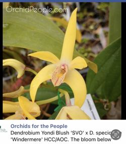 Australian dendrobium Hybrid