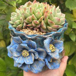 echeveria Succulent