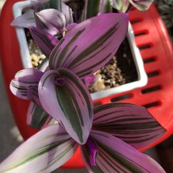 Pink Purple Wandering Jew Nanouk