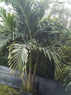 PRICE REDUCED! CHRISTMAS PALM IN 15 GALLONS 5' FEET TALL WITH MULTIPLE TRUNK FOR ONLY $50! ONLY A FEW LEFT