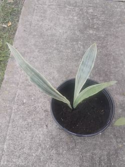 Sneak plant