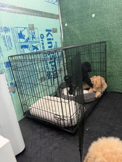 Dog cage for sale