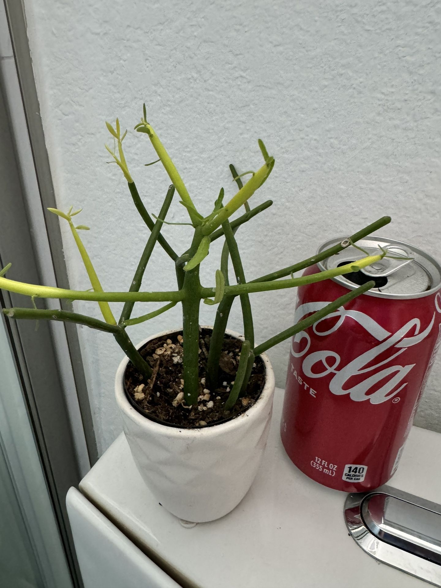 Pencil Cactus Succulent