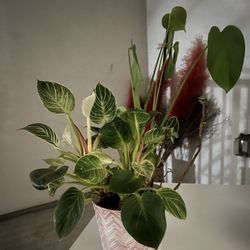 Gorgeous Small Potted Plant 🌿