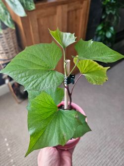 Sweet Potato Plant (Pink pot-B)