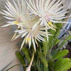 White Epiphyllum Hookeri Plants Cuttings With Roots 