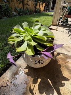 Many Succulent planters