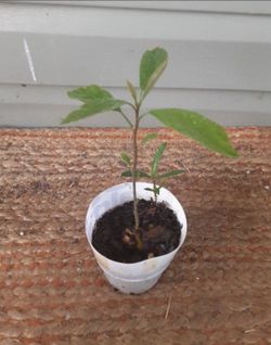 Avocado tree