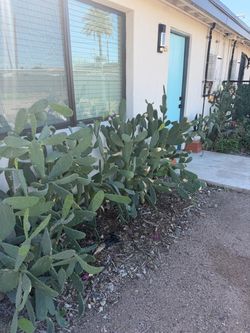 Free Cactus