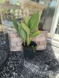 Canna lilies