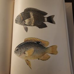 THE FISHES OF SAMOA 1906  1st  Book