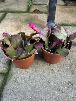 Christmas Cactus- 4 Inch 