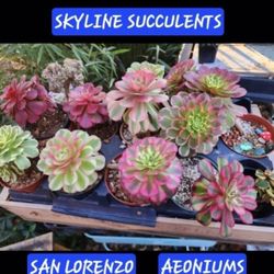 SUNDAY PLANT SALE IN SAN LORENZO. ALL TYPES AVAIL..GREAT PRICES. SUNDAY AND THIS WEEK