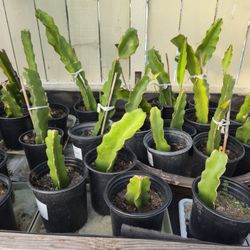 Dragonfruit Starter Plants