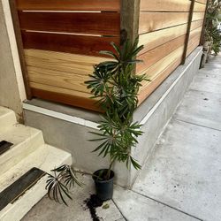 Begonia Elegans 6” Pot Live Plant