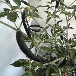 Rare Black Chilli Plant 4.5 Feet Tall