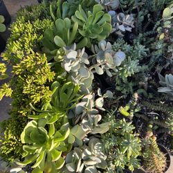 Cactus And Succulents Plants 