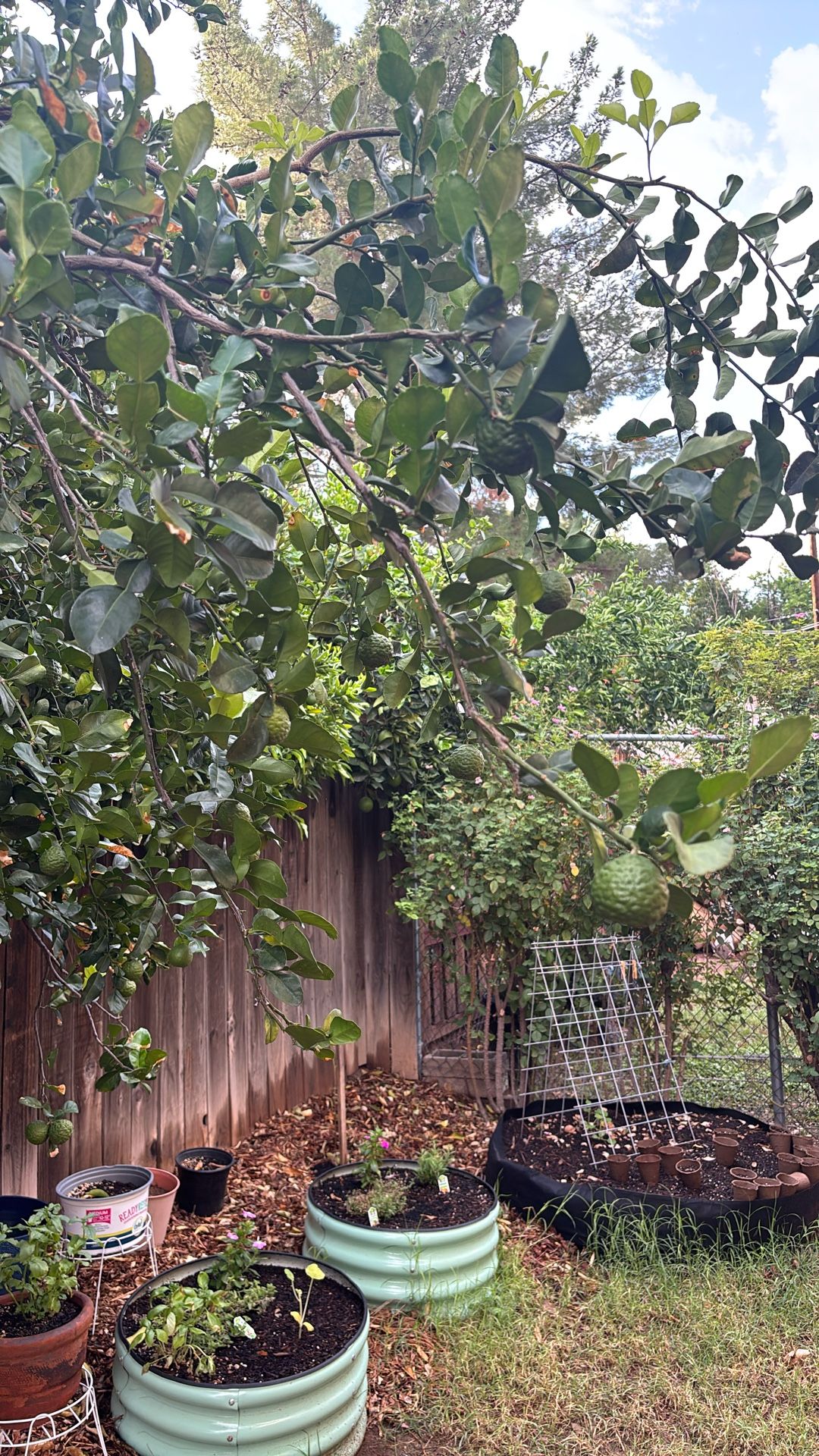 Kaffir Lime Fruit And Leaves 
