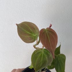 Beautiful Philodendron Micans Plant 