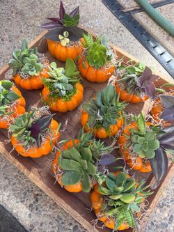 Mini pumpkin succulents