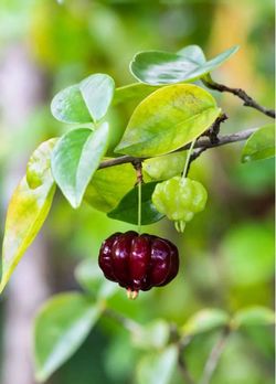 Black Surinam cherry tree