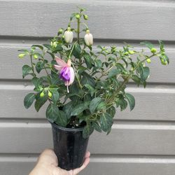 4” Rio Grande Fucshia Plant