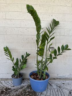 Zz Plant 