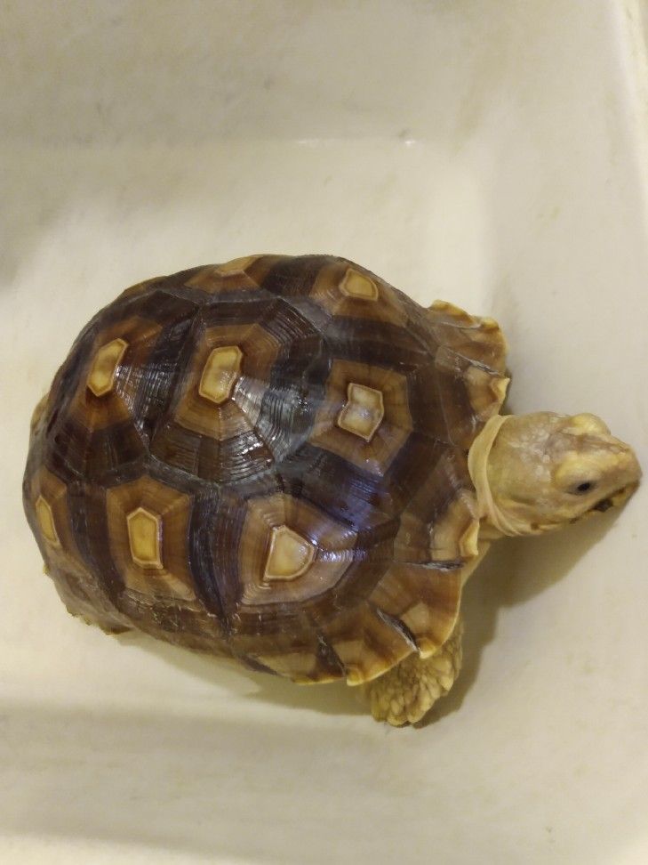 SULCATA TORTOISE