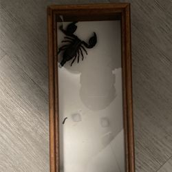 real scorpion but dead for the wall