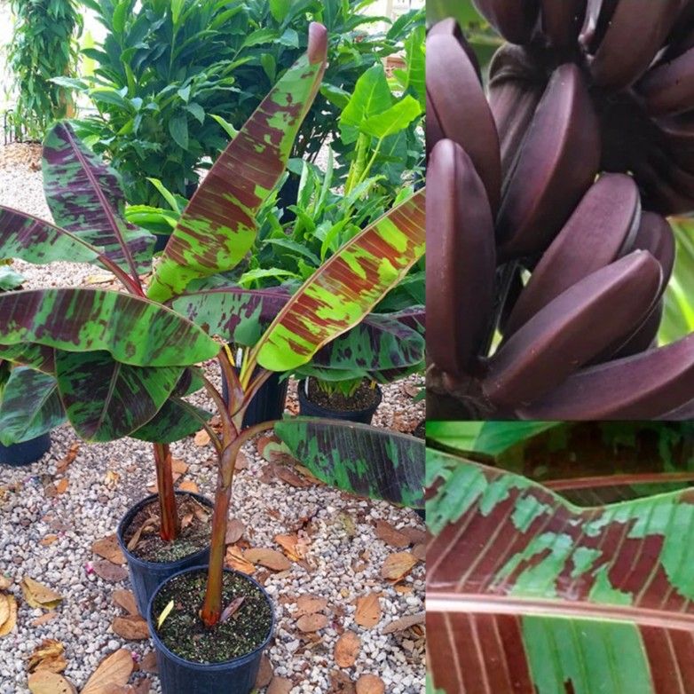 Red Banana Plants In 3gal Plantas De Guineo Rojo En 3gal