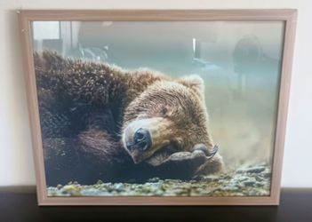 Framed Bear Print