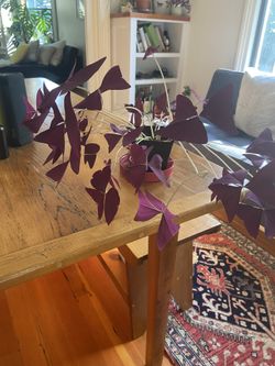 Flourishing “Butterfly Plant” (Oxalis)