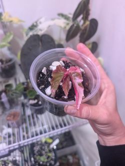 Begonia Ginny Galaxy