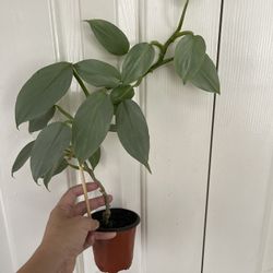 Beautiful Philodendron Silver Sword Plant