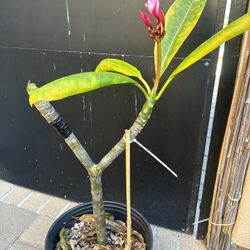 2 Color Plumeria With Graft