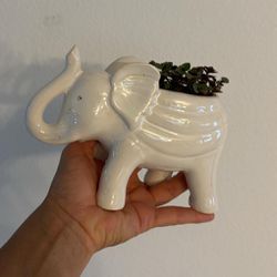 Small Ceramic Decorative Elephant Pot With A Real Plant