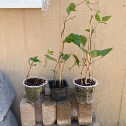 Trionfo Violleto Pole bean