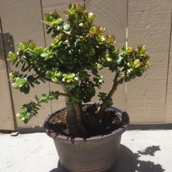 LARGE SUCCULENT PLANT 🪴, NEW