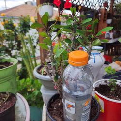 Beautiful crown Of Thorns Plant 