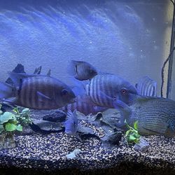 Fluval Fish Tank 