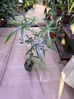 4” xl bottle tree ready for bigger pot