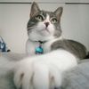 Cat Love