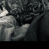 PugLife