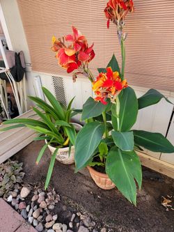 Potted Plants Only 5. Each Includes Pots.