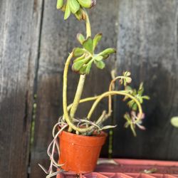 Succulent 4” Rooted Potted 